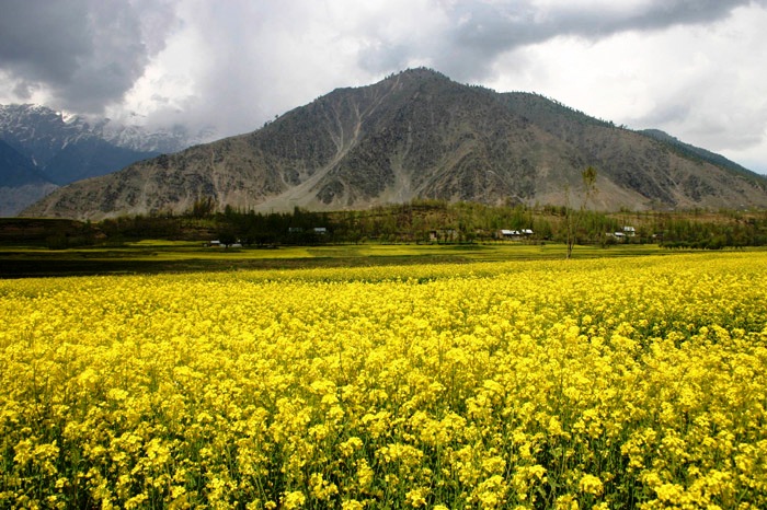 Mustard_Fields_Ladakh