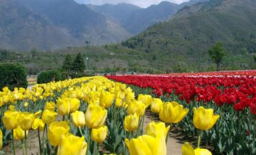Zenith of Kashmir Package Tour